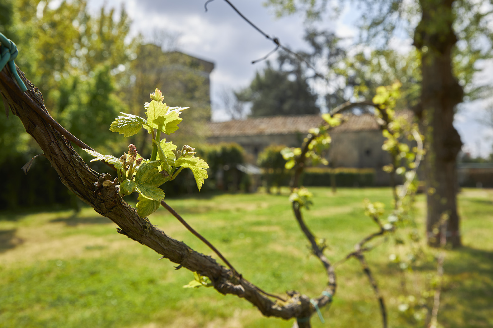 Prodotti tipici della Campania Prodotti tipici della Campania